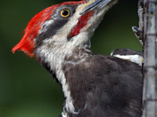 Pileated Woodpecker