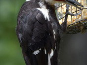 Pileated Woodpecker