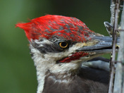 Pileated Woodpecker
