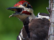 Pileated Woodpecker