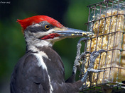 Pileated Woodpecker