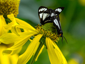 Uncompahgre National Forest 