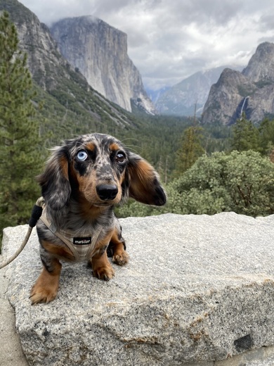 Yosemite National Park