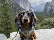 Yosemite National Park