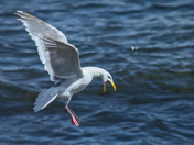 Frenetic Seagull