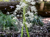 Mt Rainier National Park