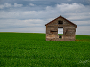 Old weathered wooden hut standing alone in a green field under a cloudy sky in Alberta, Canada.