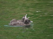 Loon chicks 