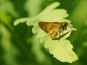 Lullworth skipper