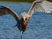 Ding Darling National Wildlife Refuge