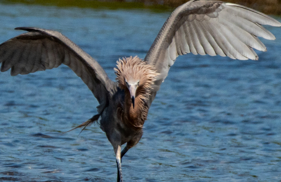 Ding Darling National Wildlife Refuge
