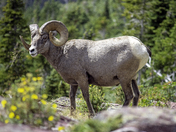 Glacier National Park