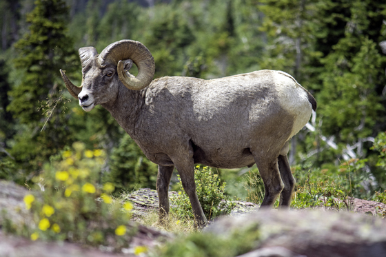 Glacier National Park