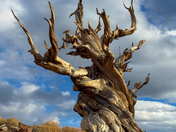 Inyo National Forest