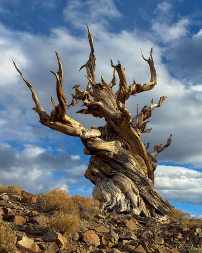 Inyo National Forest