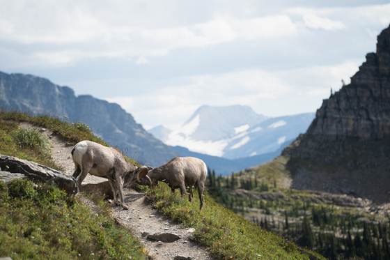 Glacier National Park