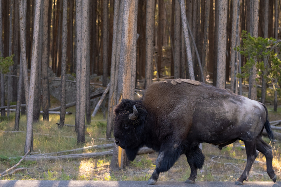 Yellowstone National Park