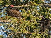 Can You Spot The Second Vulture?