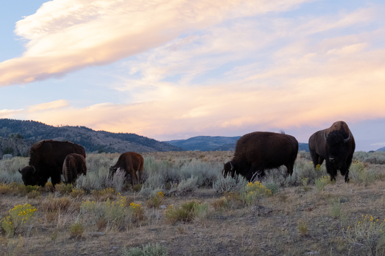Yellowstone National Park