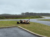 Assateague Island National Seashore