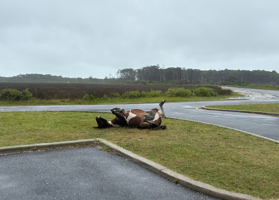 Assateague Island National Seashore