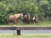 Assateague Island National Seashore