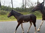 Assateague Island National Seashore