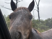 Assateague Island National Seashore