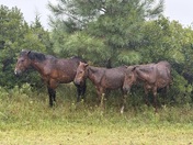 Assateague Island National Seashore