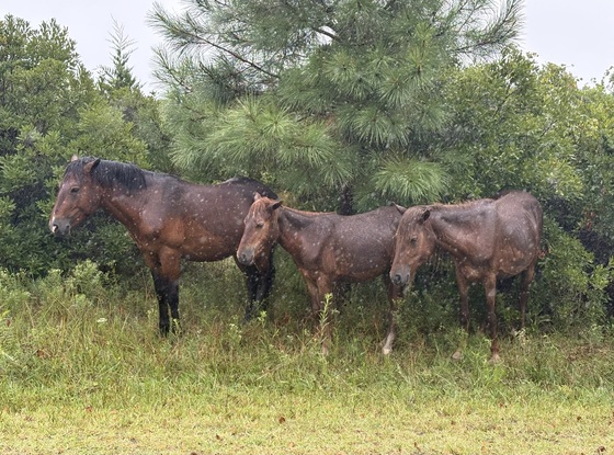 Assateague Island National Seashore