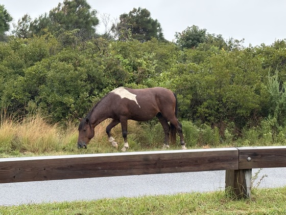 Assateague Isalnd National Seashore