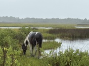 Assateague Isalnd National Seashore