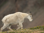 Custer Gallatin National Forest - Beartooth Mountains