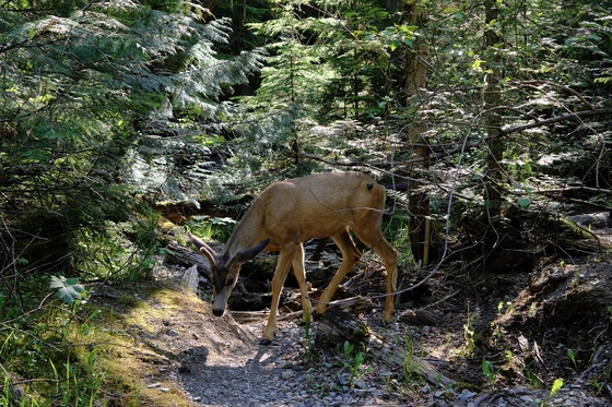 Glacier National Park