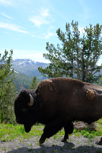 Yellowstone National Park