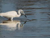 Ding Darling Wildlife Refuge 