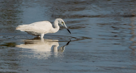 Ding Darling Wildlife Refuge 