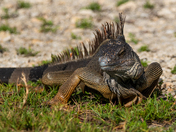 Ding Darling Wildlife Refuge 