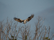Ding Darling Wildlife Refuge