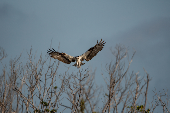 Ding Darling Wildlife Refuge