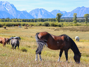 Grand Teton National Park