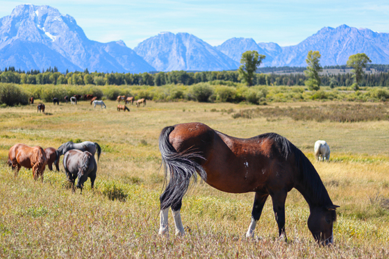Grand Teton National Park