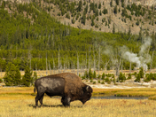 Yellowstone National Park