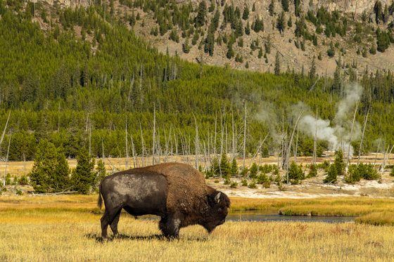Yellowstone National Park
