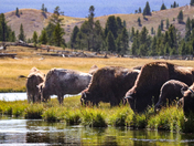 Yellowstone National Park