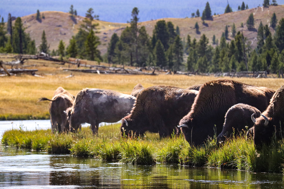 Yellowstone National Park