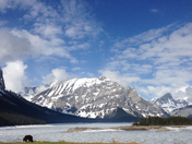 Big, Small grizzly in a huge place