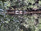 Okefenokee National Wildlife Refuge 