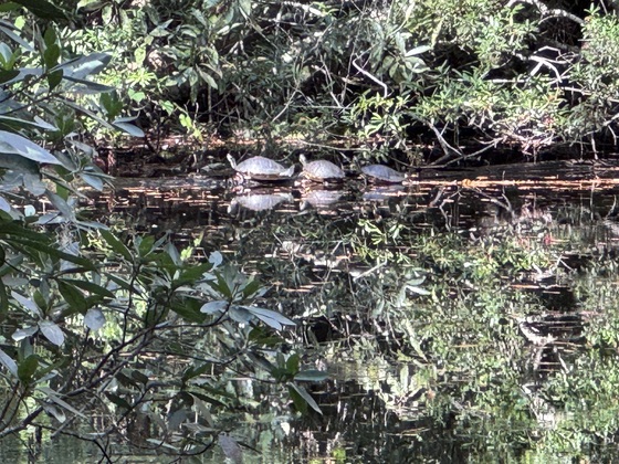 Okefenokee National Wildlife Refuge 
