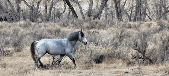 Theodore Roosevelt National Park